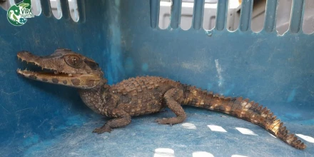 Tráfico de fauna en América Latina se consolida como crimen organizado transnacional