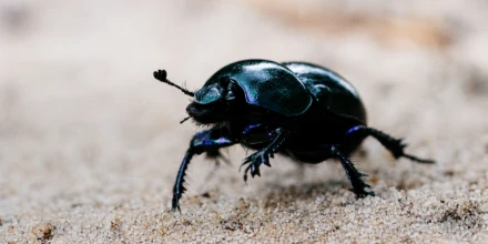 Nueva especie de escarabajo revela presión sobre el Chocó ecuatoriano