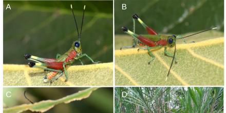 Especie de colorido saltamontes fue hallada en Morona Santiago
