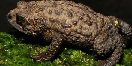 Nueva especie de sapo fue descubierta en Tungurahua