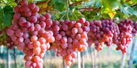 Ecuador suspendió la importación de uva peruana 