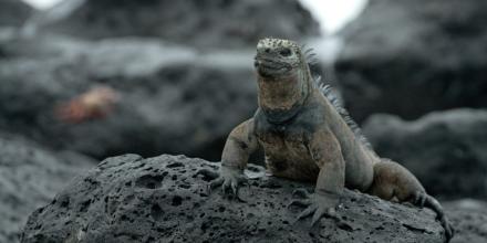 Iguanas de Galápagos logran máxima protección internacional