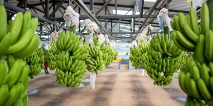 Tanzania busca abrirse paso en un negocio de USD 800 millones dominado por Ecuador