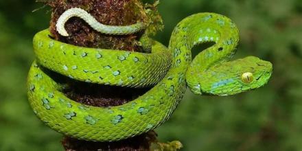 Un estudio detectó 66 especies de serpientes en Mera Un estudio detectó 66 especies de serpientes en Mera