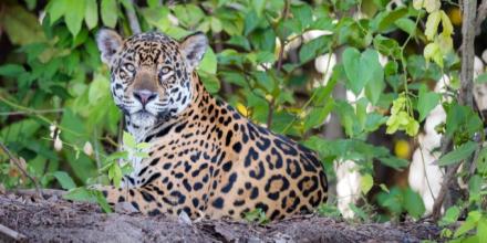‘Guardianes del Jaguar’ fue presentado para proteger al felino amazónico