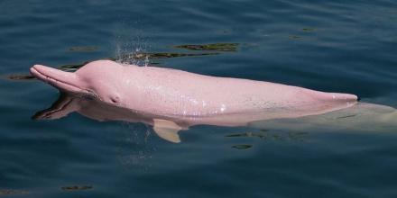 Plan para proteger a delfines de río fue presentado 