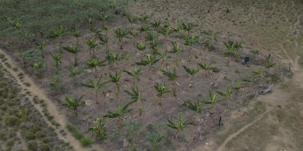 El experimento agrícola que quiere devolver el verde a la Amazonía deforestada