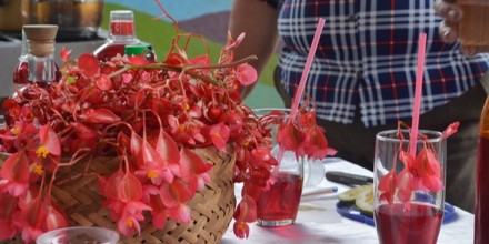 Zamora Chinchipe: Tutupali es la capital de la begonia