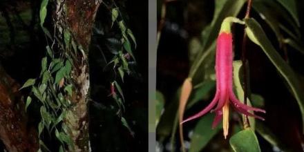 Nueva especie de planta fue descubierta en Morona Santiago Nueva especie de planta fue descubierta en Morona Santiago