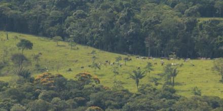 Colombia redujo 15 % la deforestación amazónica