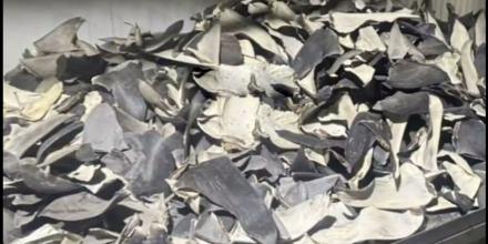 Perú decomisó 12 toneladas de aletas de tiburón que iban a Asia