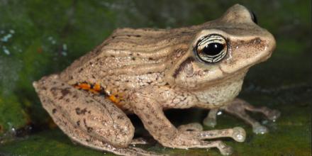 3 nuevas especies de ranas fueron descritas en Ecuador