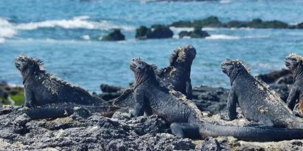 12,4 millones de dólares para la conservación marina de Galápagos  