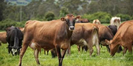 Ecuador prioriza inversión en ganadería sostenible, cacao premium, atún y sector forestal