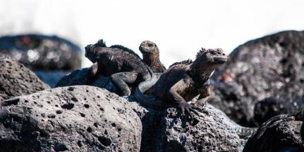 $ 3 millones de canje de deuda para proteger Galápagos fueron entregados