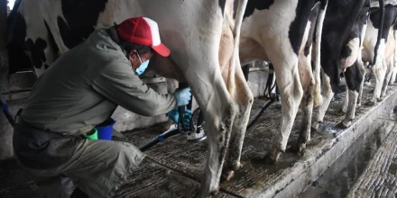 Sector lácteo crece y supera los $1.900 millones en ventas en 2025