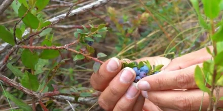 Proyecto Sacha Ñawi busca proteger el mortiño y fortalecer la agrobiodiversidad en Ecuador