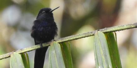 Lundin Gold y UTPL impulsan proyecto para conservar 3 especies de la Amazonía