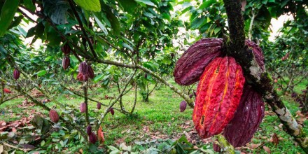 Turismo gastronómico en Ecuador: la ruta del cacao impulsa nuevas experiencias de lujo 