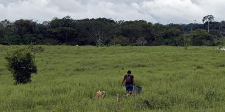 En 2024 se deforestaron 8,1 millones de hectáreas de bosque en el mundo