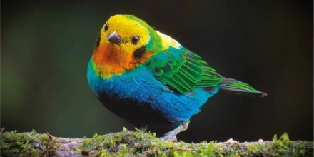 Colombia lideró el Global Big Day 2026 con 1.566 especies de aves registradas