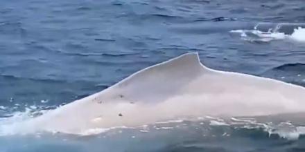 Ballena jorobada albina fue avistada en Puerto López