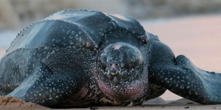 438 huevos de la tortuga laúd fueron reubicados en Manabí