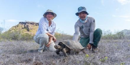 Reintroducen 158 tortugas gigantes en Floreana tras más de un siglo de ausencia