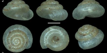 Describen dos nuevas especies de caracoles terrestres microscópicos en Ecuador