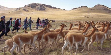 Perú aprobó ley para usar inteligencia artificial en la protección de vicuñas