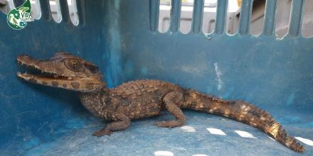 Investigación revela tráfico ilegal masivo de fauna silvestre en la Amazonía