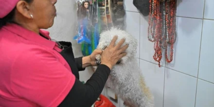 Medios internacionales ponen la mirada en las limpias espirituales para mascotas en Quito