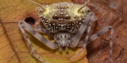 Nueva especie de araña amazónica sorprende por imitar a hongos que matan arácnidos