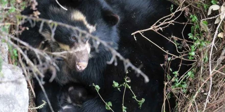 Detectan enfermedades y lesiones en osos andinos silvestres de Ecuador
