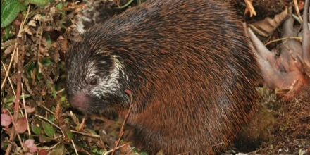 Científicos describen nueva especie de puercoespín en el Parque Nacional Sangay