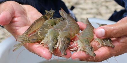 Principales noticias de Ecuador hoy - 26 de noviembre de 2025