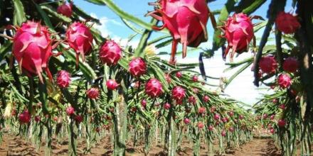 Perú impulsa con luces LED la producción anual de pitahaya