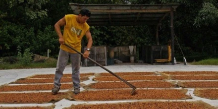 El secado de granos puede consumir hasta el 50 % de la energía en la producción agrícola