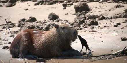 Perú: El capibara enfrenta amenazas 