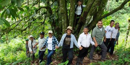 Zamora Chinchipe: 450 árboles ancestrales de cacao han sido identificados