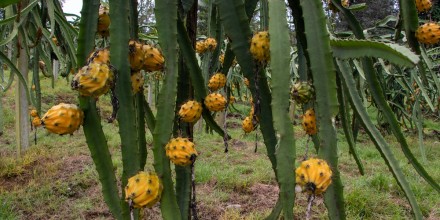 El cultivo de pitahaya impulsa la economía de los Shuar en Morona Santiago 