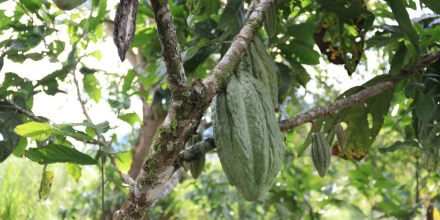 Nuevo clon de cacao promete mayor productividad en Ecuador