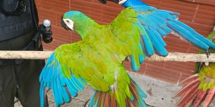 Recuperan aves y tortugas silvestres en controles contra el tráfico ilegal 