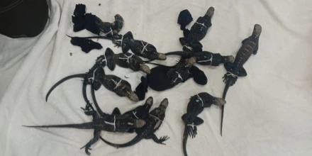 Capturan en Guayaquil a tres personas por tráfico ilegal de iguanas de Galápagos