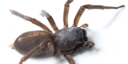 Una nueva especie de araña fue descubierta en la Amazonía