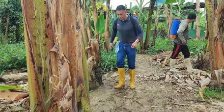 Ecuador avanza en biotecnología para proteger al banano