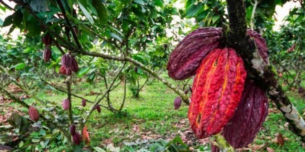 Exportaciones de cacao en Ecuador caen a su nivel más bajo en casi dos años