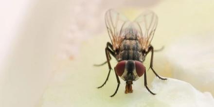 Hallan en Ecuador a especie de mosca registrada antes en Brasil, Costa Rica y Venezuela 