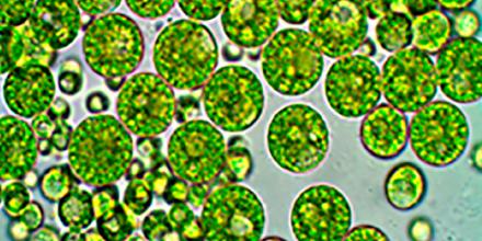 Estudio identifica 92 géneros de microalgas en lagos de los Andes ecuatorianos