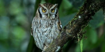 Búho listado fue documentado en un parque de Cuenca